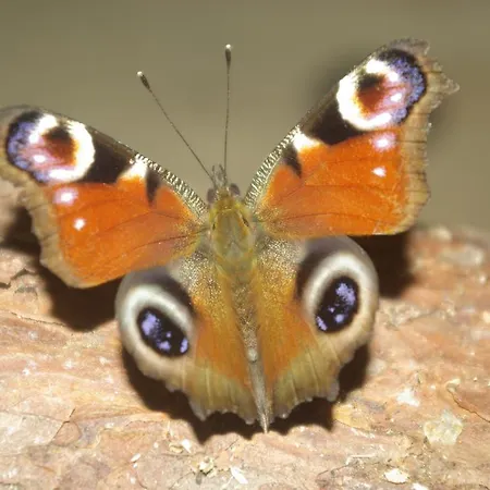 Appartement Laguun & Wellness *